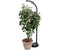 Agrobrite - Agrobrite Standing CFL Plant Lamp 27W - Hydroponics Club